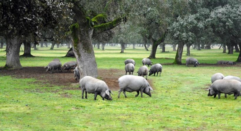 La Era De San Blas Fuentes de León Dış mekan fotoğraf
